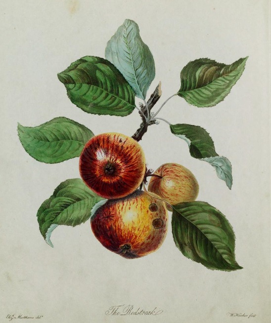 Red Streak: cider-making and drinking in Cromwellian Herefordshire